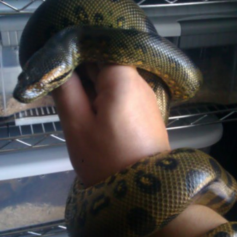 Juggernaut Reptiles