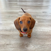 MashaTheDoxie