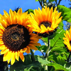 Meanqueen Superscrimper Avatar