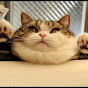 FattusCat