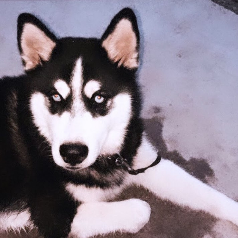 Lucky The Husky