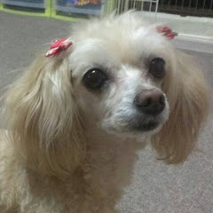 Dog CHミップルアイコン画像