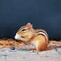 Chipmunk Of Power