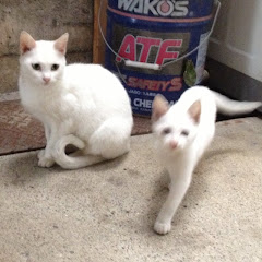 七味唐辛子アイコン画像