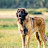 @leonberger7662