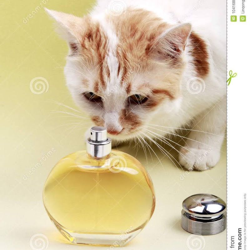 tonkacat
