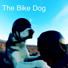 The Bike Dog Avatar