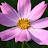 @Cosmos-Macro