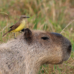 Capybara Adventure