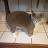 @Cheetothecat81 Avatar