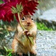 shimarisu chipmunkアイコン画像