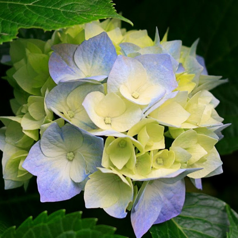 Tuyet