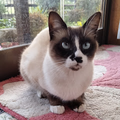 加齢なるギャツビー