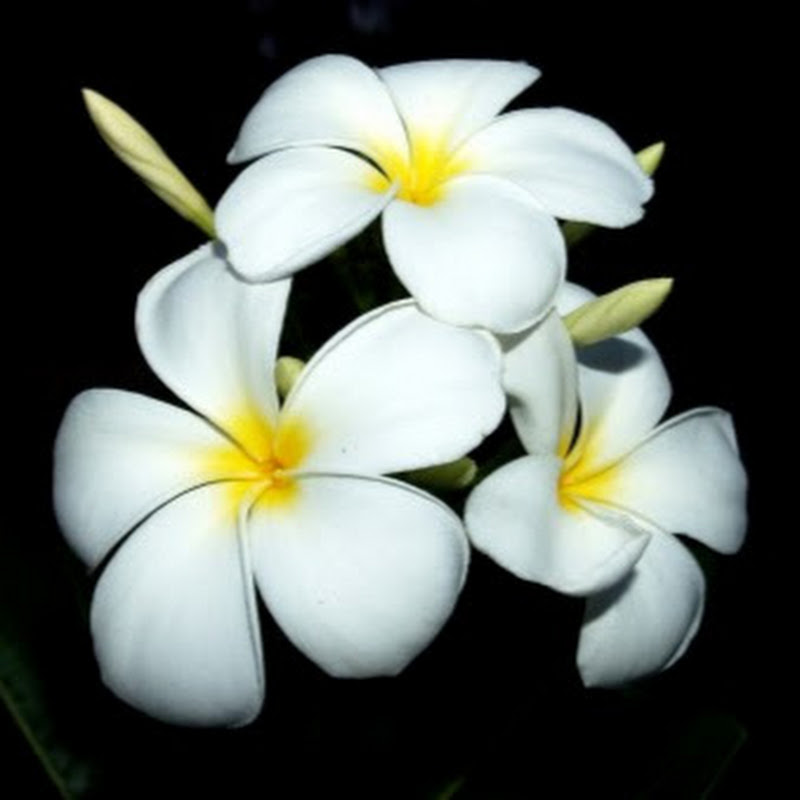 Affirmations to Meditate