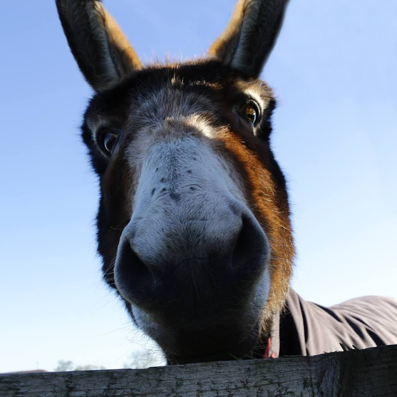 ArcturanMegadonkey icon