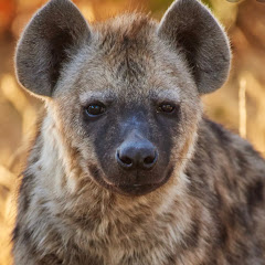 Hyenas Rock