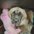 ehjavkihHRc-channel-avatar-Eileen The Mastiff