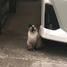 Автор