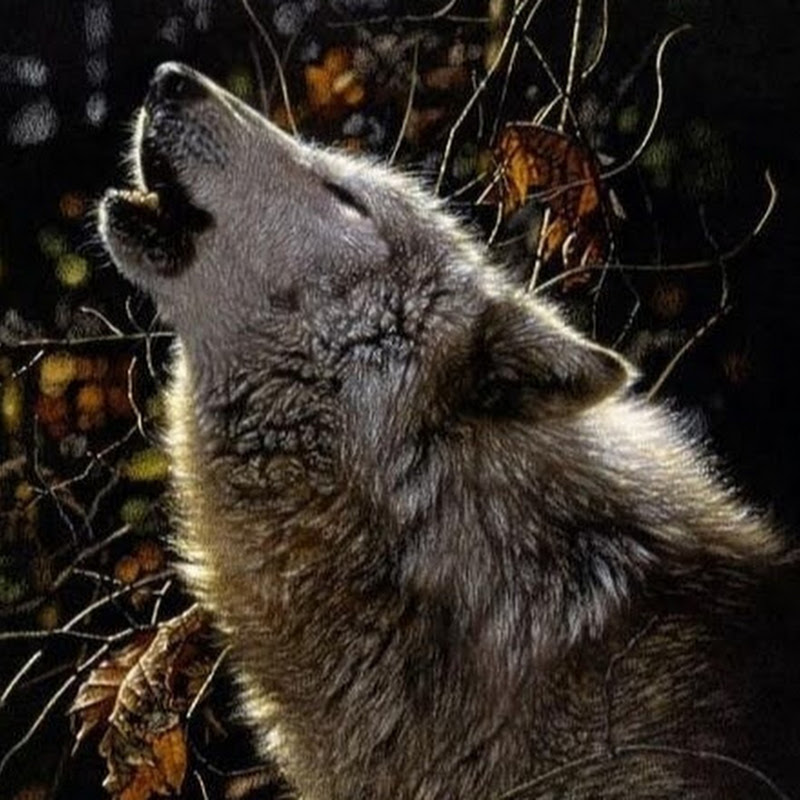 Dwolfy