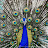 @ADFILM303 Avatar