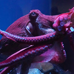 おくとぱす。/Octopus