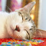 WMgv0VMD_o0-channel-avatar-Anzu Kitty