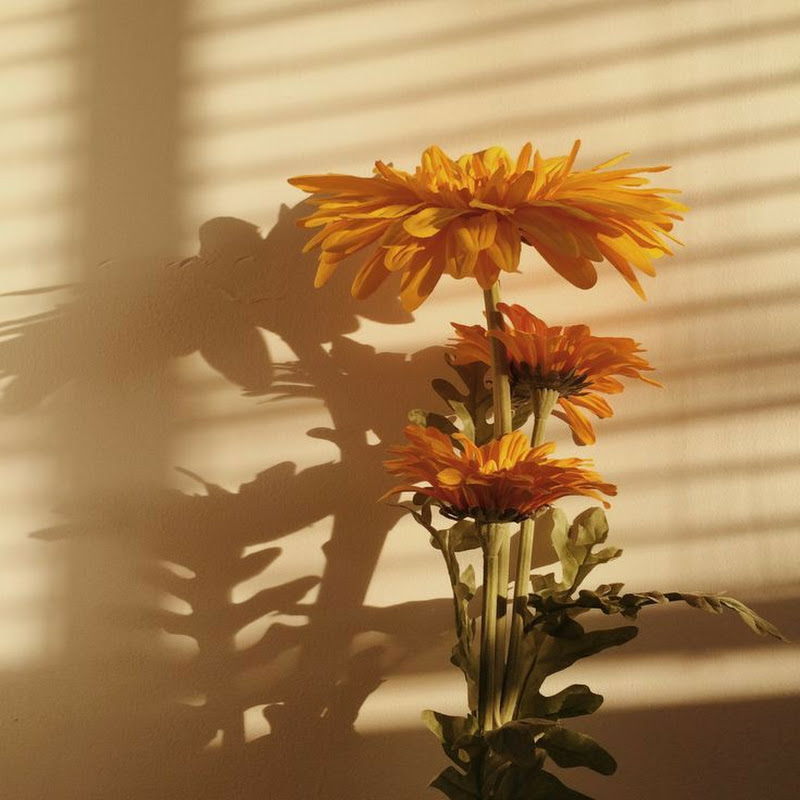 sun flower icon