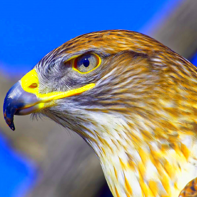 VideoGameHawk
