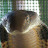 @azrulleomessi9954's avatar