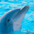 2sefPCjU8D0-channel-avatar-sweetdolfijn