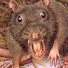 Manchester Pest Control logo