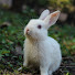 GAp02YRo_Kw-channel-avatar-LanZhansBaby