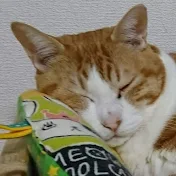 猫のアントニオ Antonio the cat