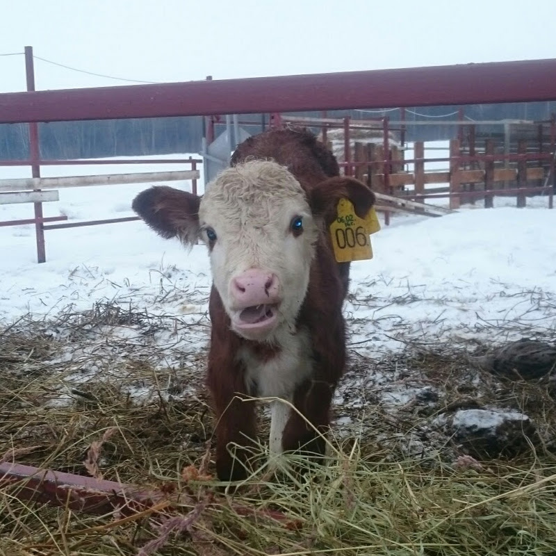 КФХ Герефорд Logo