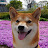 @shiba-nenechannel8647