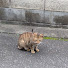 6XliLe_L59Y-channel-avatar-エンタメ動画配信しばちゃんねる