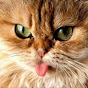 RedMambaYard Avatar