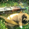 Автор