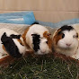 Guinea Pigs Empire logo
