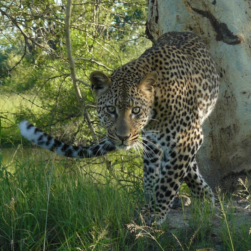 Kruger & Hluhluwe safari sightings- Tim Brown Tours