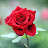 @Hannah-sd8my