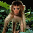 oFzOcddKiEA-channel-avatar-Baby Monkey Bright Life