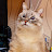 @tremorwolfgang8403's avatar
