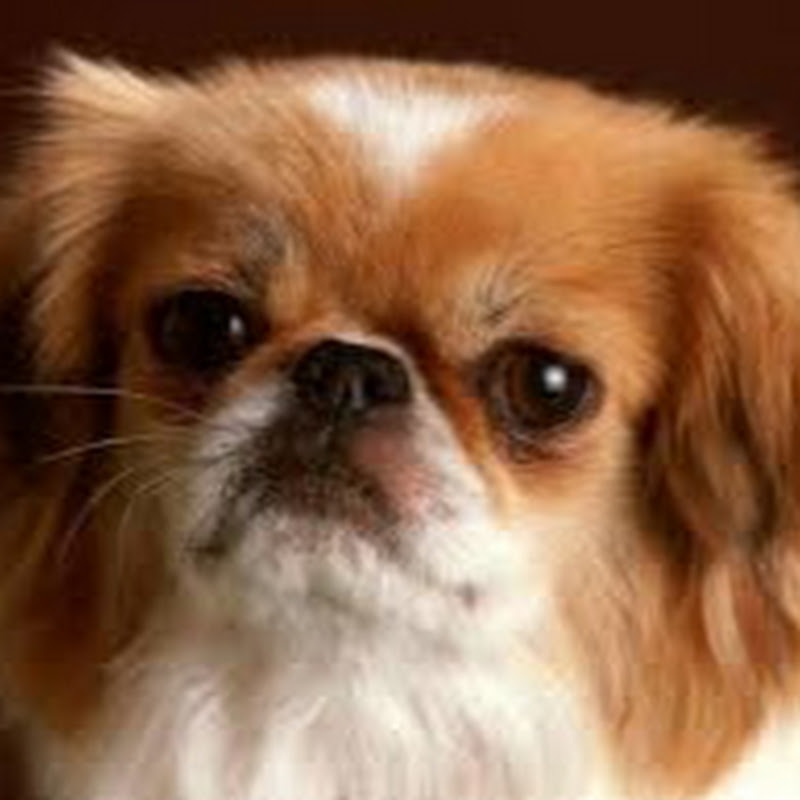 Healthy Dogs Food Idea