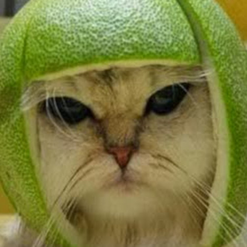 Melon Cat