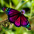 -8JYmGZgz14-channel-avatar-Butterfly