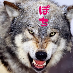 pochi yasei