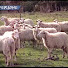 kmEvol2uZPQ-channel-avatar-GiomariaAngioj