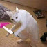 oMo5mqzFZNE-channel-avatar-YourMomsWookie
