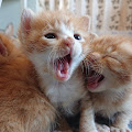 猫猫との暮らし